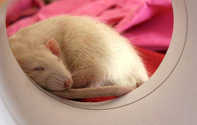 Сколько спят домашние крысы