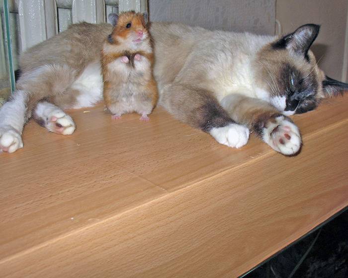 ᐉ хомяк и кошка в одной квартире - zooshop-76.ru