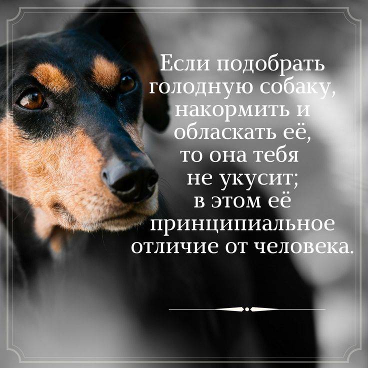 Цитаты, афоризмы про собак и людей - о преданности, дружбе, любви.