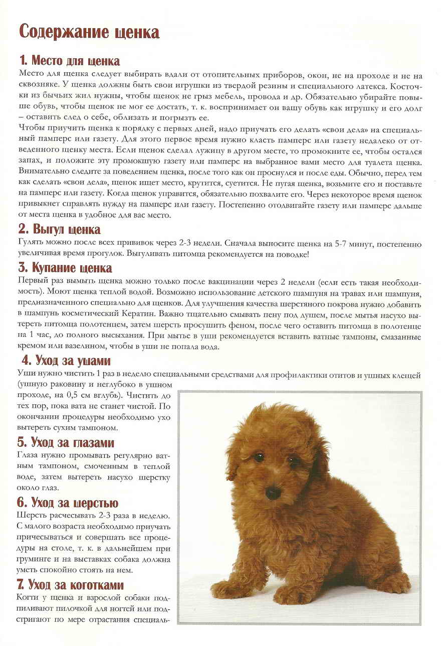 В каком возрасте лучше брать щенка домой