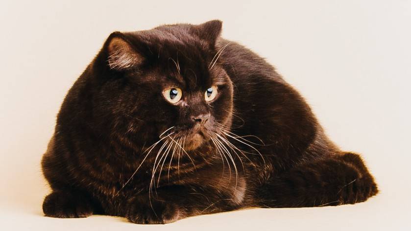 Йоркская шоколадная кошка: описание внешности и характера, уход за питомцем и его содержание, фото кота