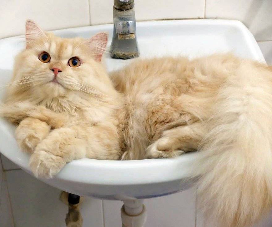 Породы кошек, которые любят воду — сайт эксперта по животным — howmeow