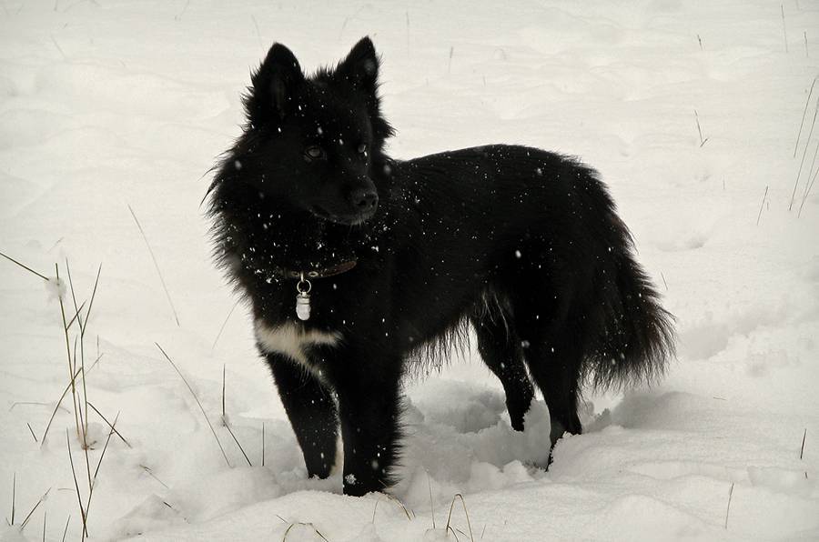 Лопарская оленегонная собака: фото, описание породы, характер
