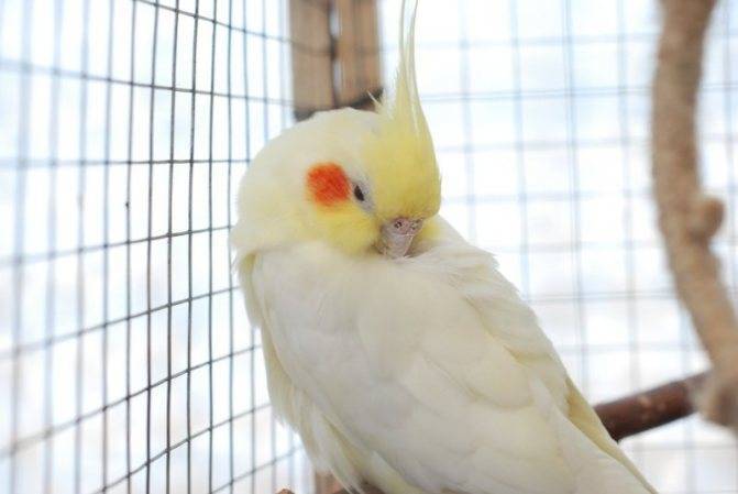 Желтый попугай: лютино имеющий яркую окраску