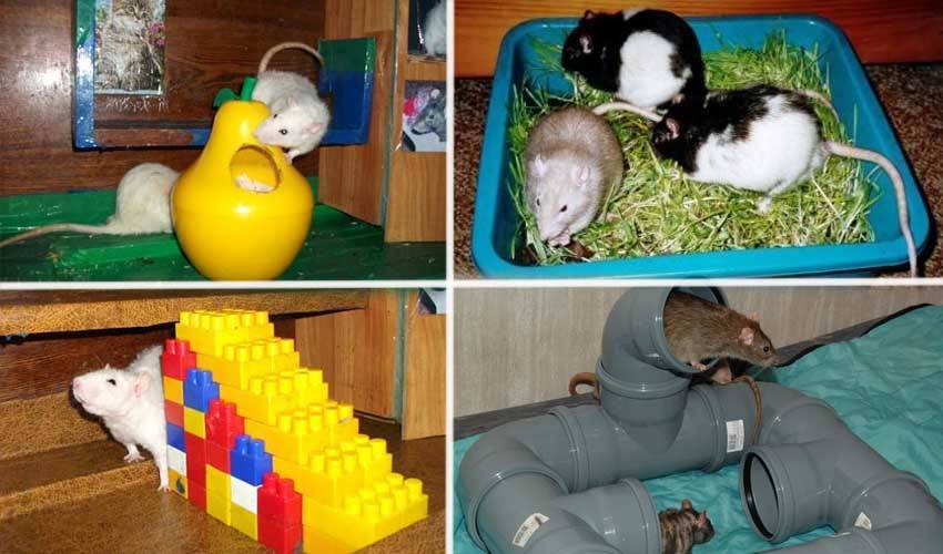 Игрушки для крыс своими руками: какие можно сделать для животного, простые аттракционы в клетку для домашних питомцев, нужно ли колесо для бега