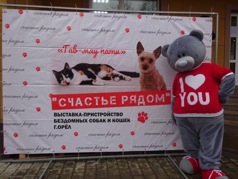 Гипоаллергенные породы кошек