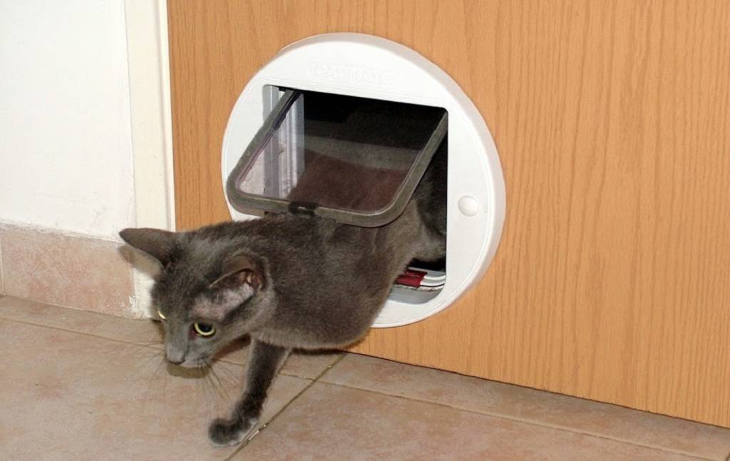 Как сделать вход для кошки в двери?