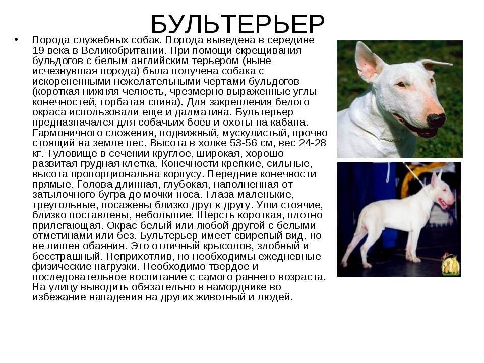 Бультерьер — собака с огромной силой духа
