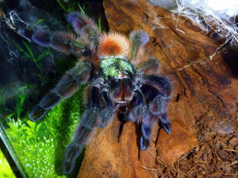 Какой паук самый большой и страшный в мире