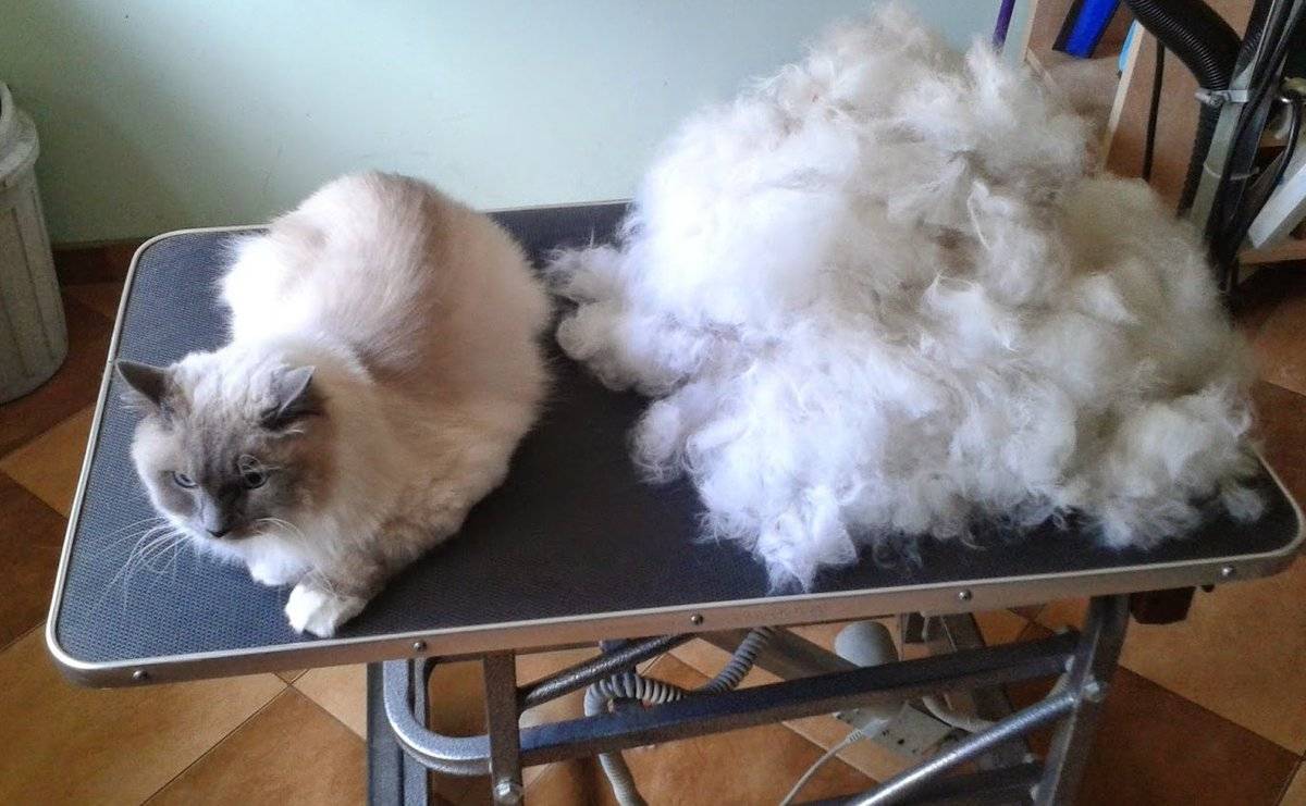 Что делать, если кошка сильно линяет