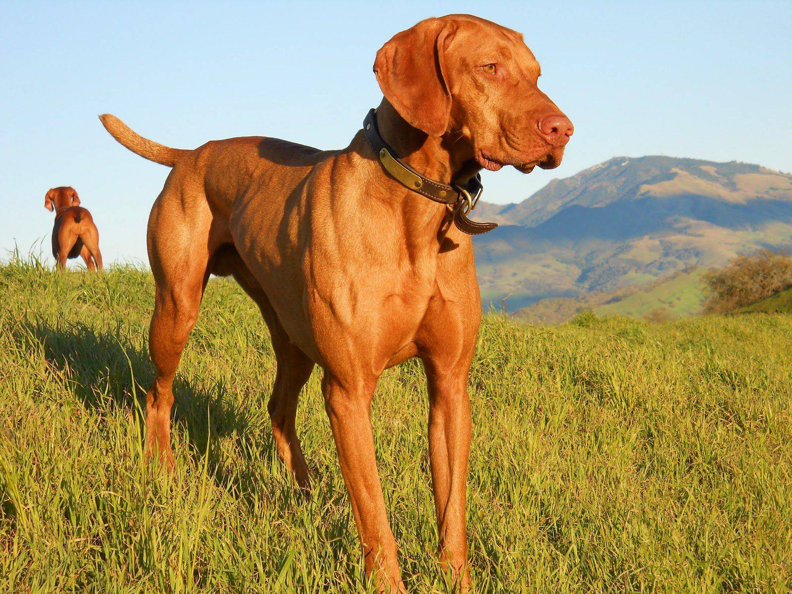 Охотничьи собаки: топ-25 лучших пород с фото, описанием и ценами