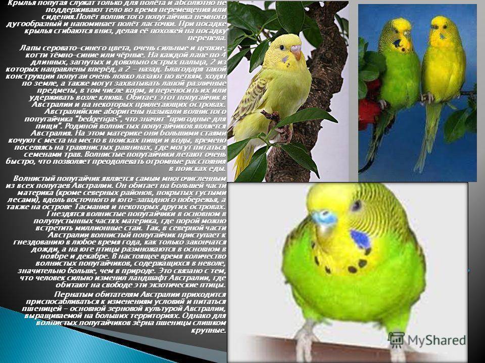 Попугай розелла: описание, общение, содержание и уход