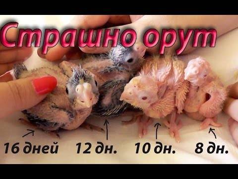 Корм для попугая, чем кормить кореллу важно знать