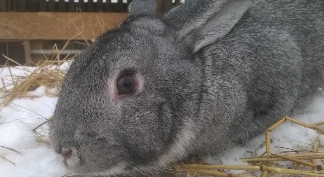Шиншилла кролики: описание породы, особенности ухода, плюсы и минусы