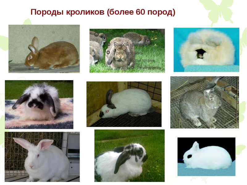 Кролики породы фото и описание