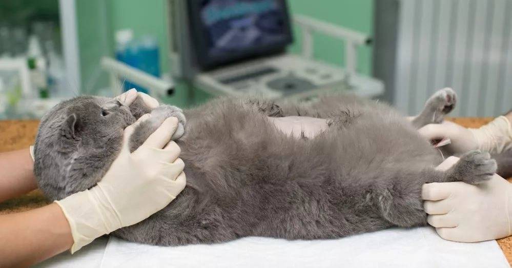 Можно ли стерилизовать беременную кошку: на каких сроках лучше