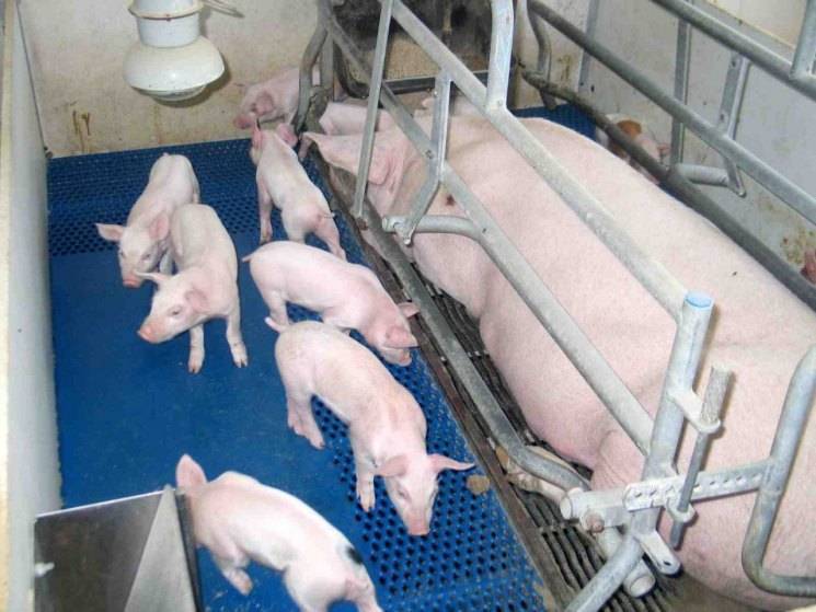 Мини пиги — описание и характеристика декоративных свинок, содержание карликовых свиней