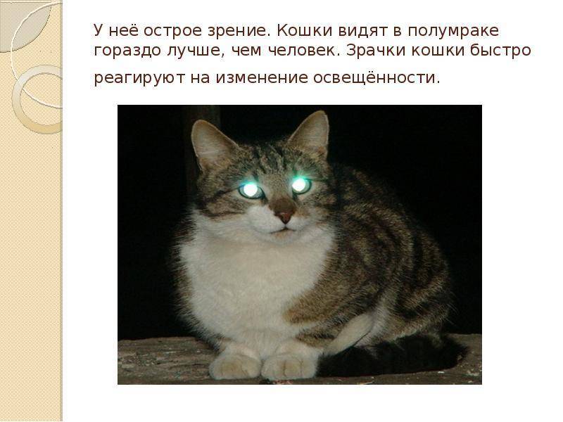 Видят ли кошки в полной темноте