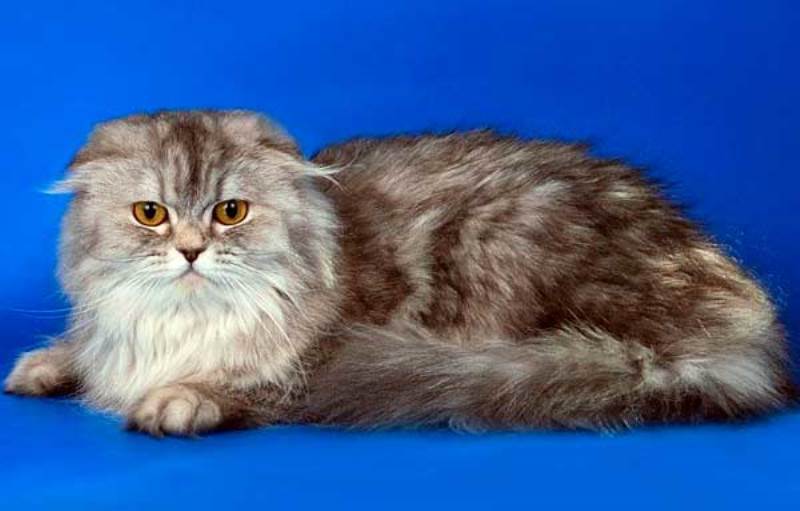 Хайленд-фолд: шотландская вислоухая длинношерстная кошка, фото