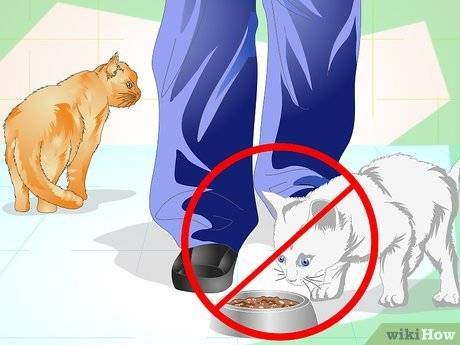 Как отучить кота метить свою территорию. инструкция к применению
