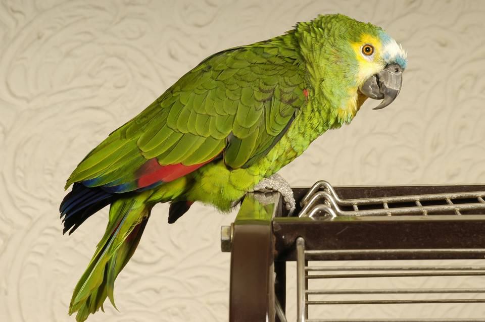 Мышление птиц: понимают ли попугаи, о чем они говорят?