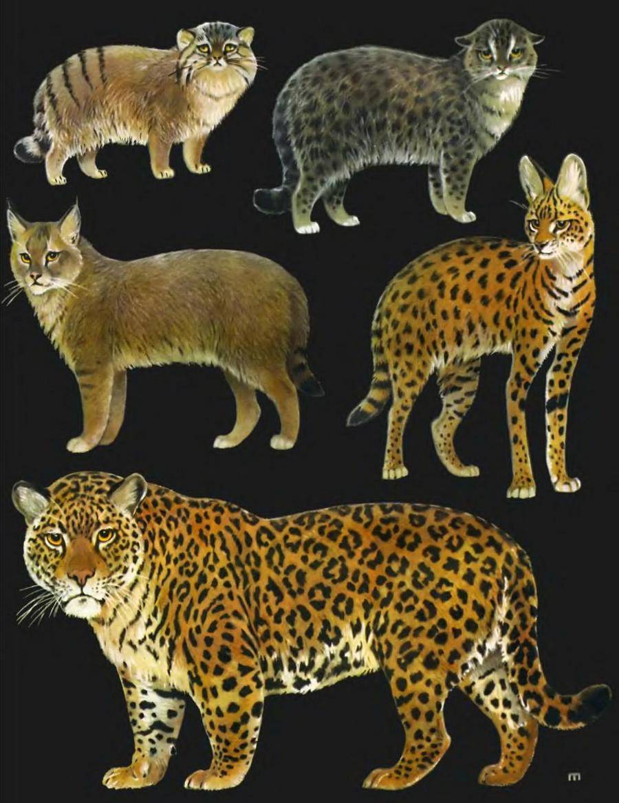 Фото и описание разновидностей диких кошек, больших и мелких, их жизнь в природе