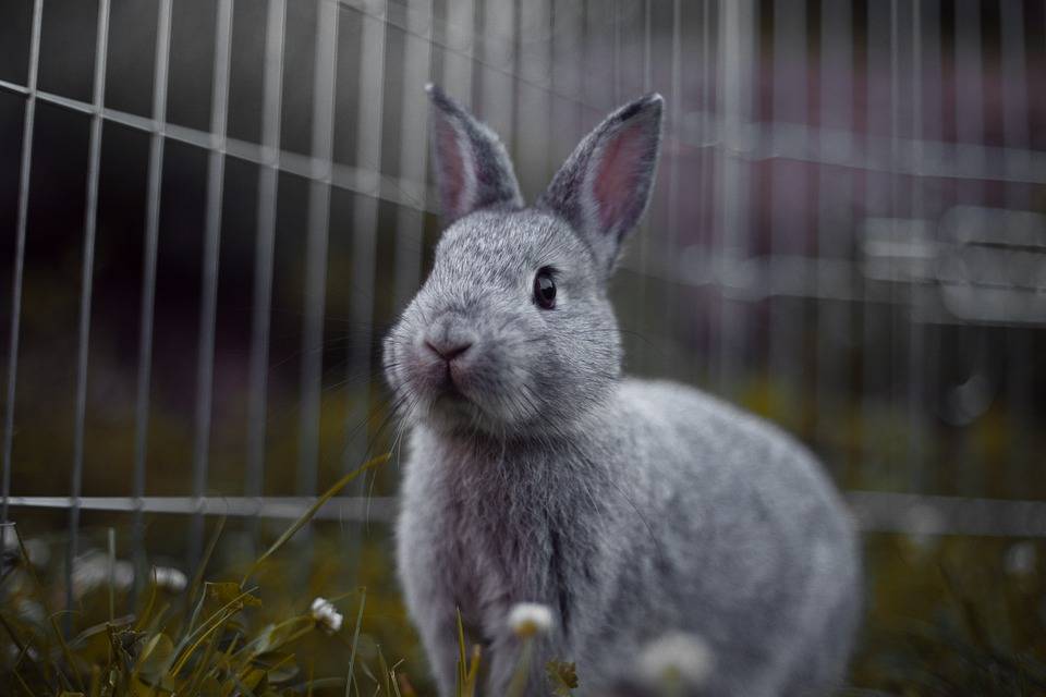 Какие звуки издают кролики: пищат, орут, разговаривают