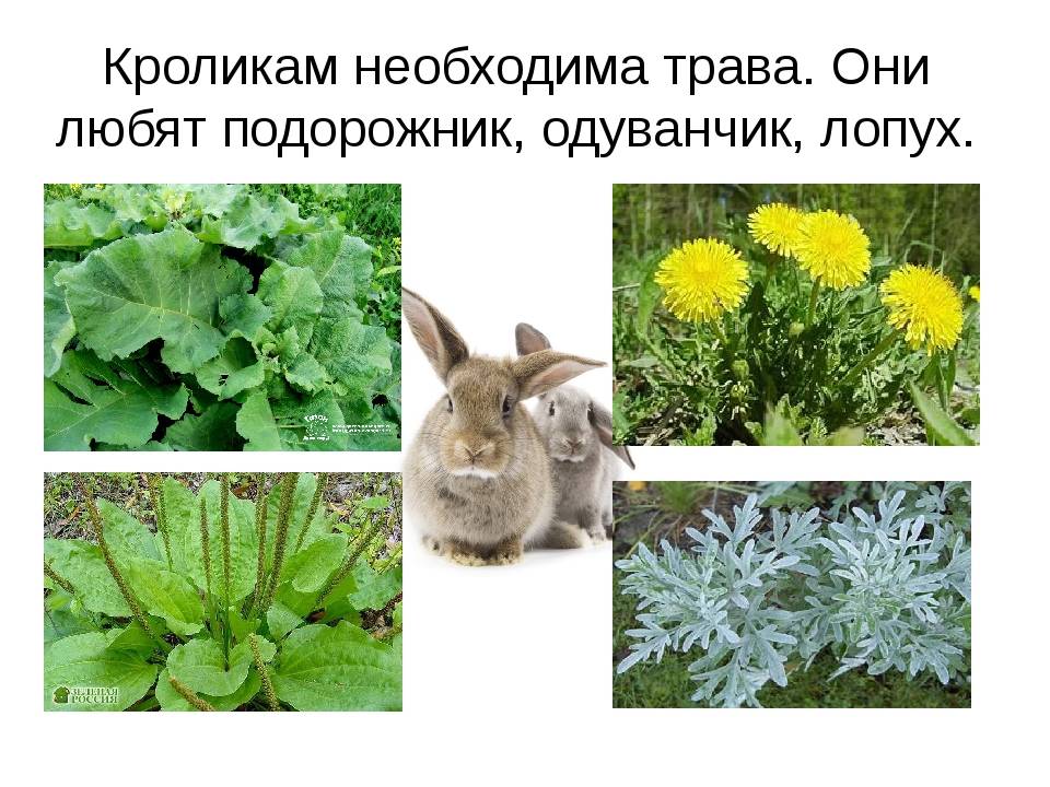 Можно ли давать кроликам лопухи - журнал огородника agrotehnika36.ru