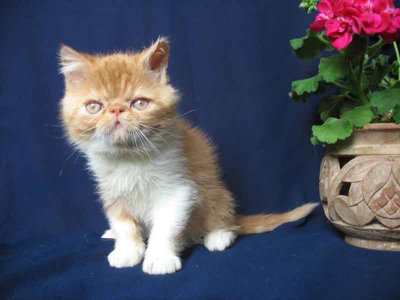 Экзотическая короткошерстная кошка: описание породы с фото — pet-mir.ru