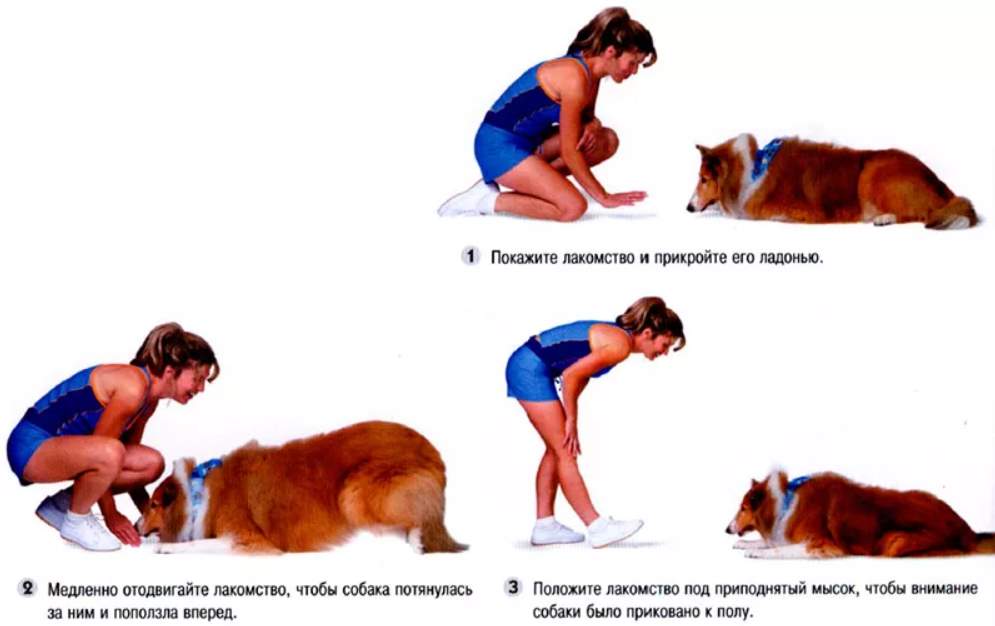 Как научить собаку команде «лежать» | все о собаках
