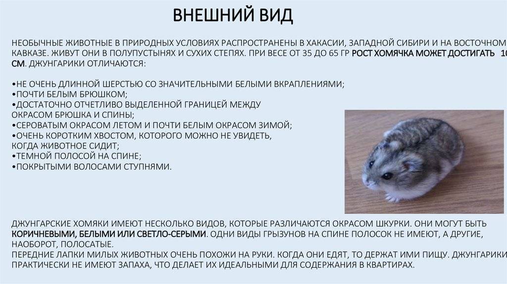 Сибирский хомячок