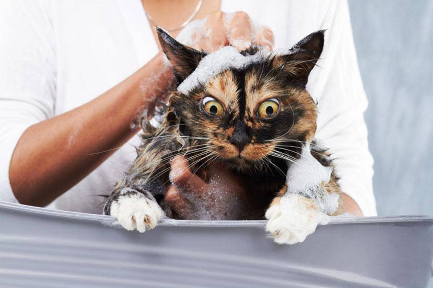Как и чем можно помыть кошку, кота? особенности купания кота. обзор шампуней для мытья, купания котов и кошек