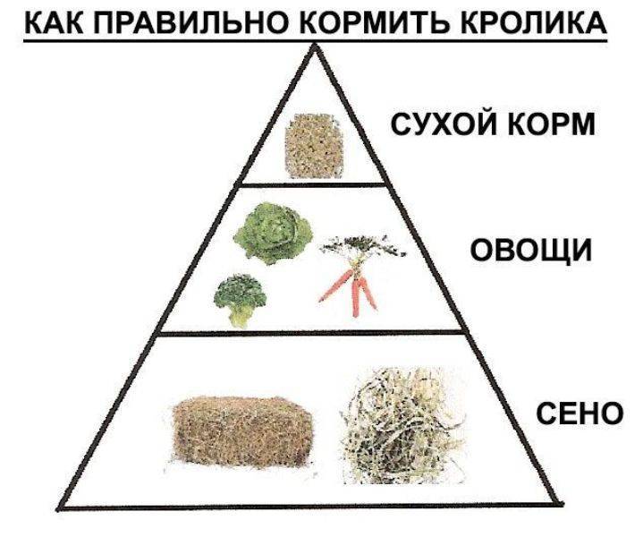Можно давать кроликам траву или нельзя: польза и вред, как кормить травой