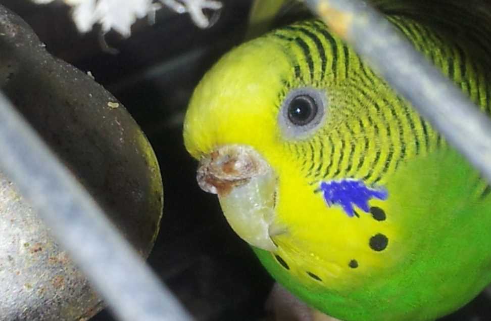 Какие овощи можно давать попугаю волнистому и корелле? [новое исследование]