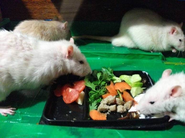Уход за крысами: особенности содержания, чем кормить,