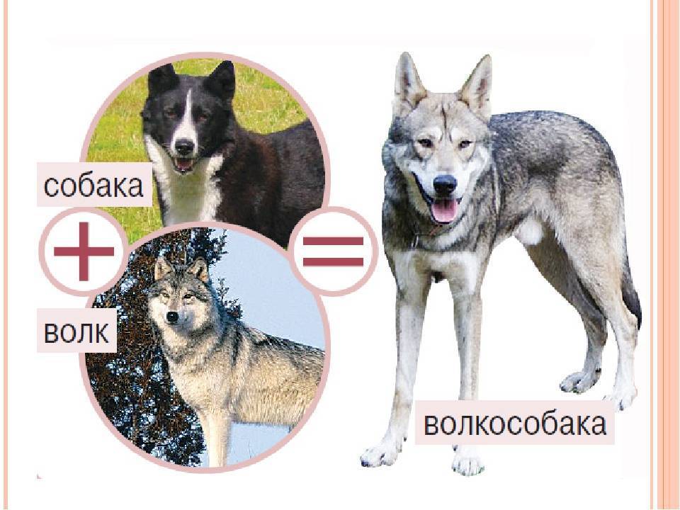 Следы собаки – как они выглядят и как их отличить от волчьих следов