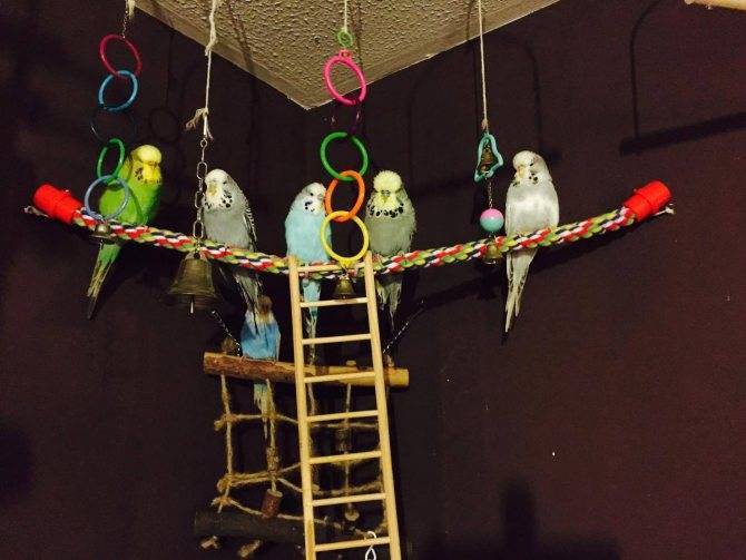 Как сделать игрушки для попугаев волнистых своими руками?