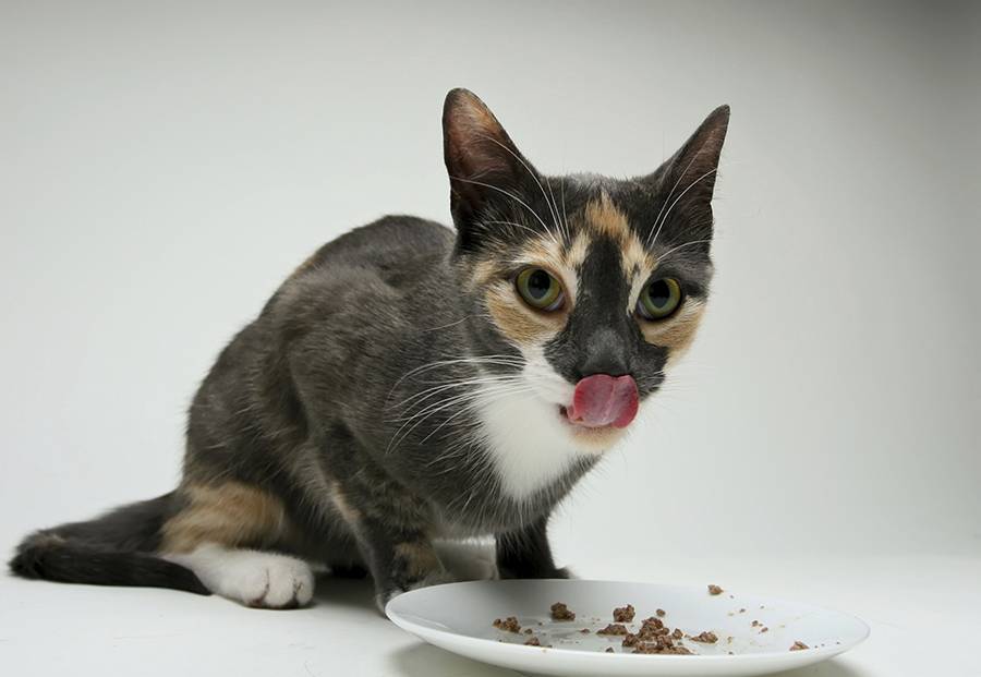 Почему кошки закапывают еду: основные причины, как отучить - домашние наши друзья