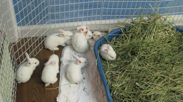 Чем кормить кроликов в домашних условиях: виды кормов, нормы и режим кормления