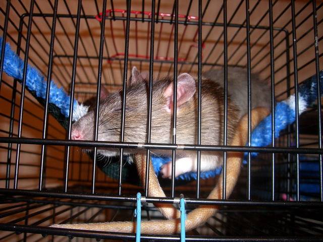 Крыса — внешний вид, обитание, жизненный цикл, опасность и разновидность + 87 фото. как выглядят и в чем нуждаются маленькие крысята
