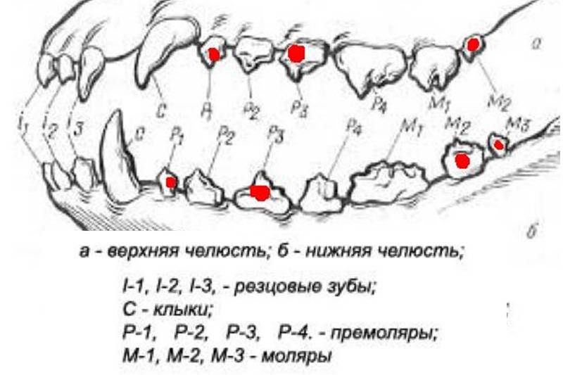 Молочные зубы у собак схема