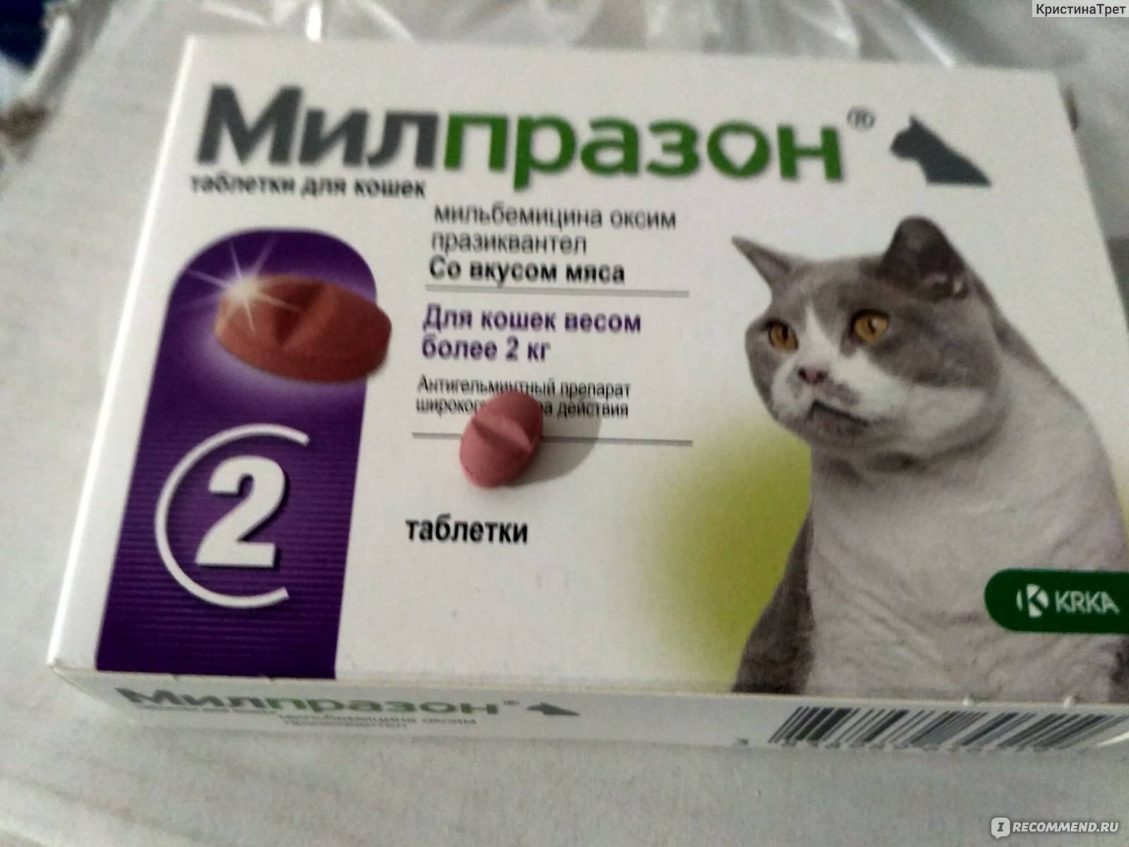 Препарат эвинтон эффективное средство для поддержания иммунитета кошки