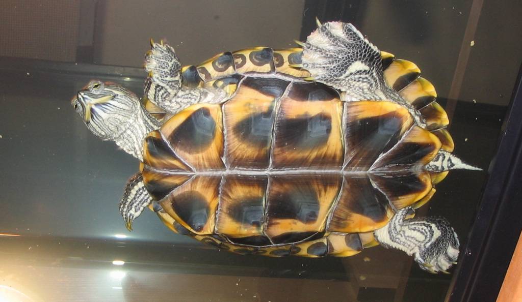 ᐉ почему красноухая черепаха плавает "на один бок", брюхом вверх или задом - zoopalitra-spb.ru