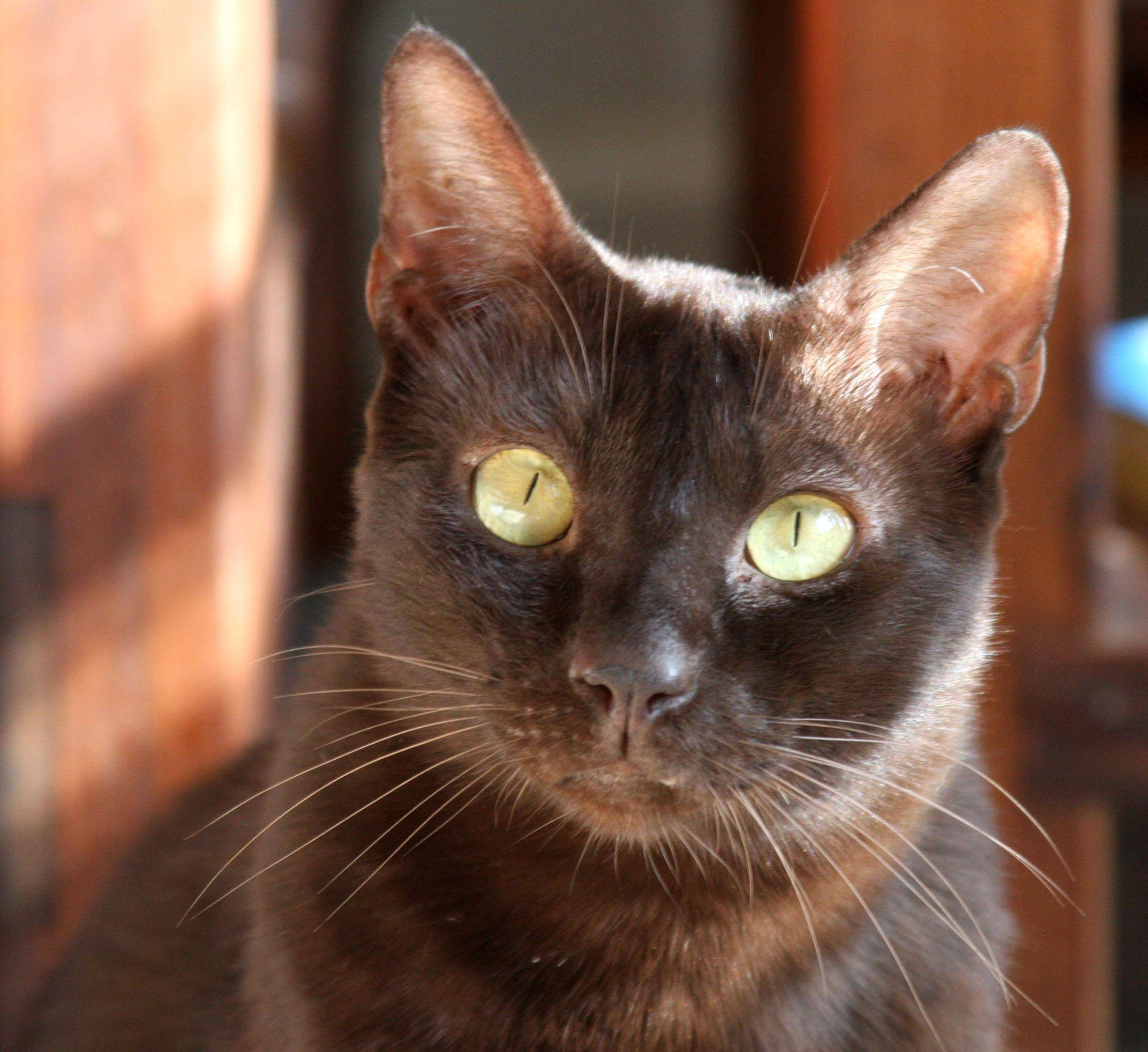 Кошка гавана: описание породы, уход и содержание, характер, фото