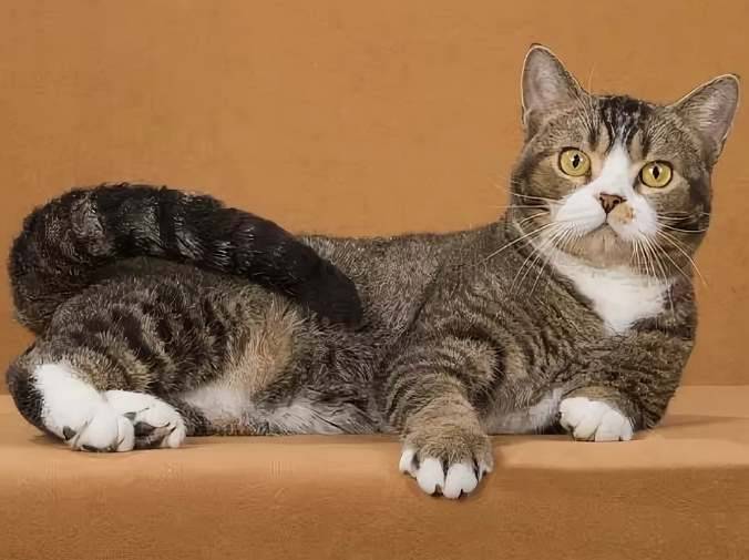 Американская жесткошерстная кошка: большой обзор породы с фото и видео | ваши питомцы