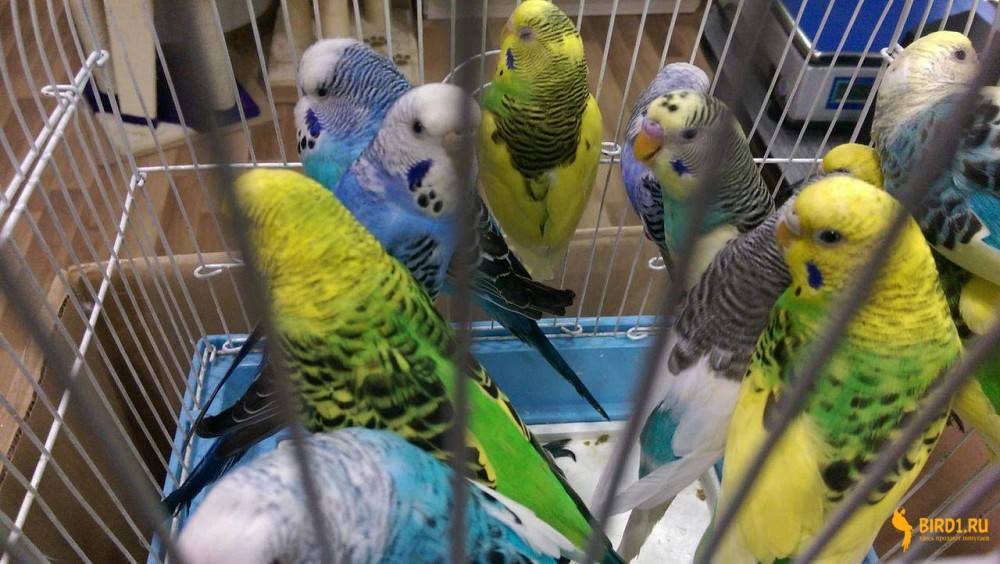 Разведение попугаев: выгодно или нет | наши птички