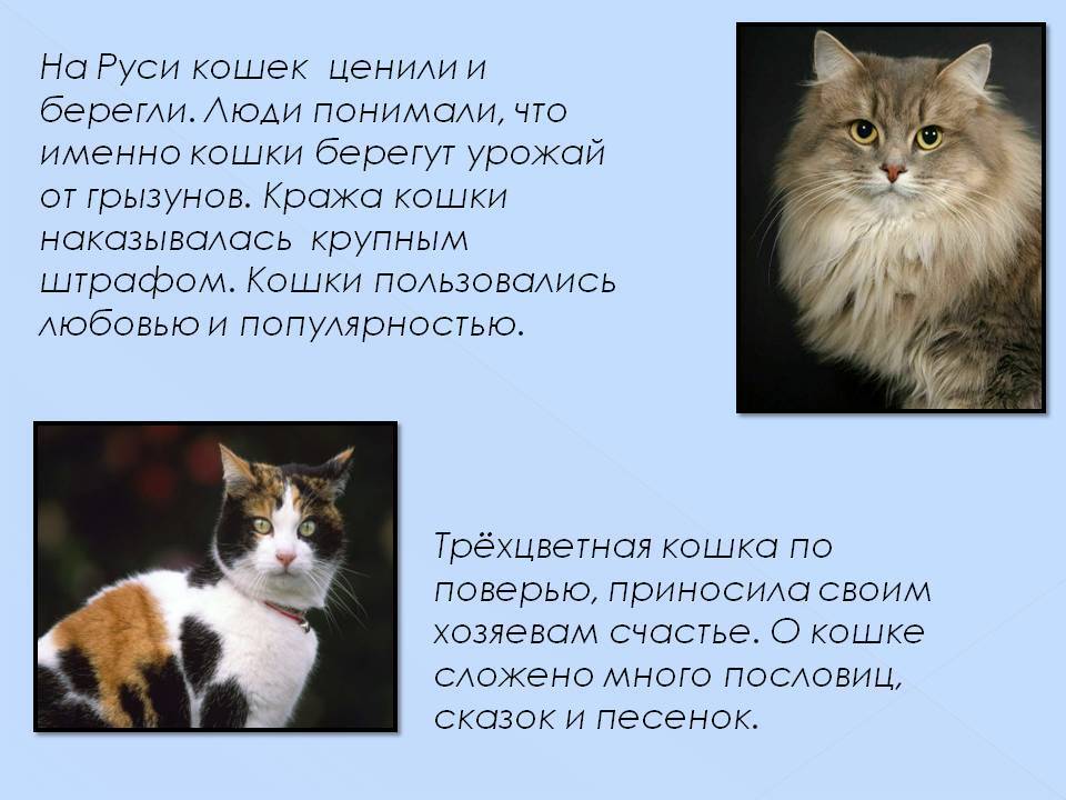 К чему появляется котенок дома: приметы и поверья о кошках, котах и котятах
к чему появляется котенок дома: приметы и поверья о кошках, котах и котятах
