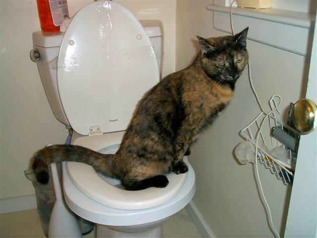 Кот не может сходить в туалет по маленькому