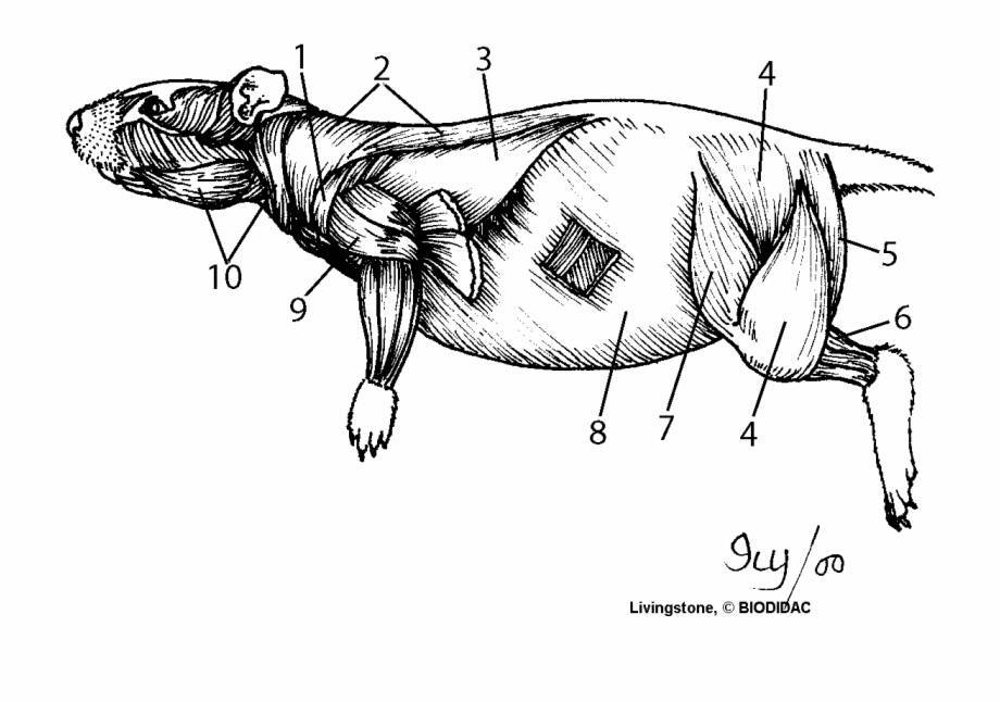 Язык тела морской свинки
