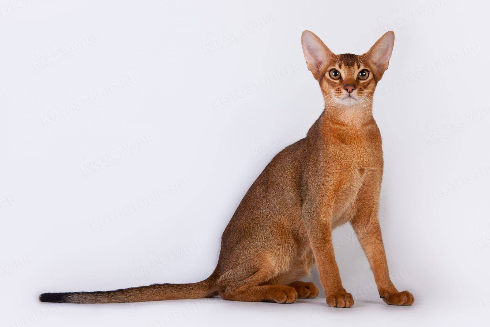 Абиссинская кошка — животное, которое не гуляет само по себе